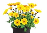 GOLDMARIE ‘GOLDEN EMPIRE’ im Angebot bei Dehner Garten-Center in Schwäbisch Hall GOLDMARIE ‘GOLDEN EMPIRE’ Angebote bei Dehner Garten-Center Schwäbisch Hall für 3,29 €