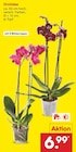 Aktuelles Orchidee Angebot bei Netto Marken-Discount in Köln ab 6,99 €