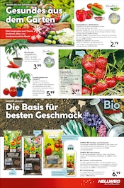 Aktueller Hellweg Prospekt mit Erdbeeren, "Bunte Blumenvielfalt", Seite 17