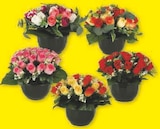 Composition roses et feuillage en promo chez Super U Orléans à 16,99 €
