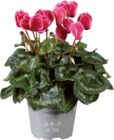 Grand cyclamen dans le catalogue Lidl