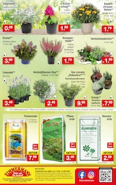 Lavendel im Zimmermann Prospekt in Oldenburg Aktueller Zimmermann Prospekt mit Lavendel, "Mehr als Du denkst!", Seite 10