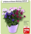Aktuelles Herbstaster Quatro Angebot bei EDEKA in Heidelberg ab 7,99 €