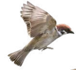 Mangeoire pour 3 boules de graisse à Rural Master dans Camjac