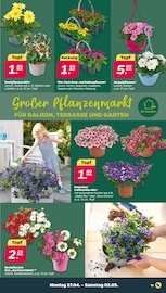 Aktueller Netto mit dem Scottie Prospekt mit Balkonpflanzen, "Günstig. Besser. Für Dich.", Seite 13