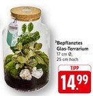 Bepflanztes Glas-Terrarium im Angebot bei EDEKA in Heilbronn Bepflanztes Glas-Terrarium Angebote bei EDEKA Heilbronn für 14,99 €