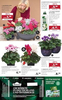 Alpenveilchen im Dehner Garten-Center Prospekt "ZAUBERHAFTER HERBST" mit 16 Seiten (München)