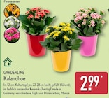 Aktuelles Kalanchoe Angebot bei ALDI Nord in Siegen (Universitätsstadt) ab 2,99 €