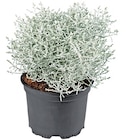 Stacheldrahtpflanze für 1,59 € bei Penny im Angebot Stacheldrahtpflanze im aktuellen Penny Prospekt