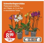 Schmetterlingsorchidee für 8,99 € bei V-Markt im Angebot Schmetterlingsorchidee im aktuellen V-Markt Prospekt