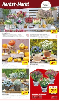 Partyzelt Angebot im toom Baumarkt Prospekt, gültig von 06.09.2025 bis 12.09.2025 Partyzelt Angebot im aktuellen toom Baumarkt Prospekt auf Seite 4
