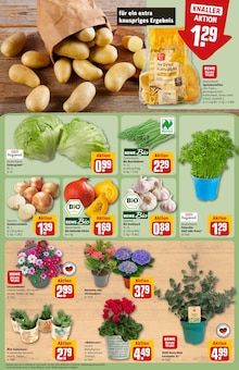 Pflanzen im aktuellen REWE Prospekt (Mönchengladbach) Pflanzen im REWE Prospekt "Dein Markt" mit 28 Seiten (Mönchengladbach)