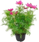 Penny Bottrop Prospekt mit  im Angebot für 3,99 €