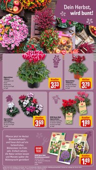 Blumen im REWE Prospekt "Dein Markt" mit 34 Seiten (Jena)