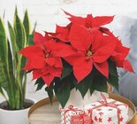 GROW BY OBI WEIHNACHTSSTERN (EUPHORBIA PULCHERRIMA) im Angebot bei OBI in Bautzen GROW BY OBI WEIHNACHTSSTERN (EUPHORBIA PULCHERRIMA) Angebote bei OBI Bautzen für 3,99 €