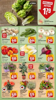 Tomaten im REWE Prospekt "Dein Markt" mit 30 Seiten (Salzgitter)