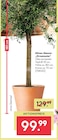 Aktuelle Oliven Angebote bei BayWa Bau- und Gartenmärkte in Nürnberg Aktuelles Oliven-Stamm "Ornamento" Angebot bei BayWa Bau- und Gartenmärkte in Nürnberg ab 99,99 €