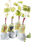 Pied de vigne en promo chez Lidl Pied de vigne dans le catalogue Lidl