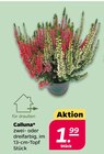 Calluna für 1,99 € bei Netto mit dem Scottie im Angebot Calluna im aktuellen Netto mit dem Scottie Prospekt