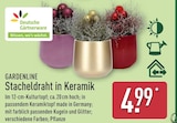 Stacheldraht in Keramik von Gardenline für 4,99 € bei ALDI Nord im Angebot Stacheldraht in Keramik von Gardenline im aktuellen ALDI Nord Prospekt