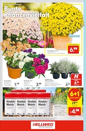 Aktueller Hellweg Prospekt mit Blumen, "Die Profi-Baumärkte", Seite 16