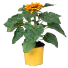Sonnenblumen Mix im Angebot bei EDEKA in Seevetal Sonnenblumen Mix Angebote bei EDEKA Seevetal für 2,99 €