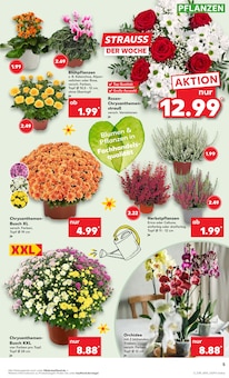 Orchidee im Kaufland Prospekt "Hier bin ich richtig" mit 60 Seiten (Duisburg)