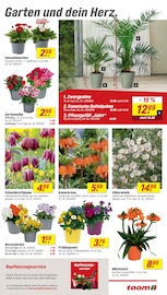 Aktueller toom Baumarkt Prospekt mit Zimmerpflanzen, "Respekt, wer's selber macht.", Seite 5
