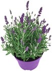 Penny Schwarzenberg - Lavendel Angebot im Prospekt Lavendel bei Penny im Schwarzenberg Prospekt für 3,79 €