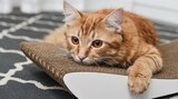 -20% SUR TOUS LES GRIFFOIRS POUR CHATS EN CARTON! à Médor et Compagnie dans Décines-Charpieu -20% SUR TOUS LES GRIFFOIRS POUR CHATS EN CARTON! à Médor et Compagnie dans Décines-Charpieu