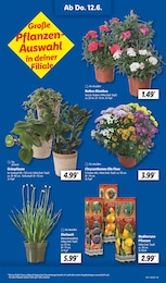 Zimmerpflanzen im Lidl Prospekt Zimmerpflanzen im Lidl Prospekt "LIDL LOHNT SICH" auf Seite 9