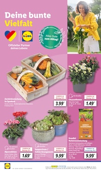 Alpenveilchen im Lidl Prospekt "LIDL LOHNT SICH" mit 64 Seiten (Dresden)