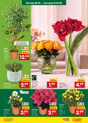Valentinstag im Netto Marken-Discount Prospekt in Iserlohn Aktueller Netto Marken-Discount Prospekt mit Valentinstag, "Aktuelle Angebote", Seite 11