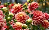 Dahlien 12 cm-Topf bei ZG Raiffeisen im Prospekt "" für 2,99 €