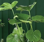 Plantes vertes en promo à 13,99 € chez Super U Plantes vertes dans le catalogue Super U