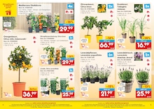 Kraut Angebot im aktuellen Netto Marken-Discount Prospekt auf Seite 3