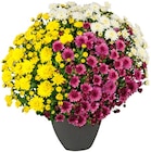 Chrysantheme Trio Büsche von  im aktuellen REWE Prospekt für 3,79 €