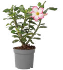 Wüstenrose, Adenium obesum ‚Pink Star‘ für 22,99 € bei Netto Marken-Discount im Angebot Wüstenrose, Adenium obesum ‚Pink Star‘ im aktuellen Netto Marken-Discount Prospekt