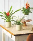 U Express Ars-en-Ré - Promo Bromelias Promo Bromelias à 6,99 € dans le catalogue U Express à Ars-en-Ré