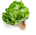 Dtsch. Kopfsalat  im aktuellen Kaufland Prospekt für 1,29 €