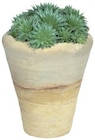 Plante grasse en pot déco - Lidl à Montpellier Plante grasse en pot déco en promo chez Lidl Montpellier à 2,99 €