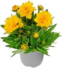 Penny Maxdorf - Mädchenauge Angebot im Prospekt Mädchenauge bei Penny im Maxdorf Prospekt für 1,49 €