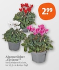 Alpenveilchen Cyclame im tegut Prospekt Alpenveilchen Cyclame von im aktuellen tegut Prospekt für 2,99 €