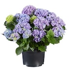Aktuelle Hortensie Angebote bei Lidl in Dresden Aktuelles Gartenhortensie Angebot bei Lidl in Dresden ab 8,99 âŹ