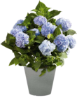 Bauernhortensie "Endless Summer" (Hydrangea) im Angebot bei OBI in Wermelskirchen Bauernhortensie "Endless Summer" (Hydrangea) Angebote bei OBI Wermelskirchen für 24,99 €