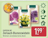 Zierlauch-Blumenzwiebeln von Gardenline für 1,99 € bei ALDI Nord im Angebot Zierlauch-Blumenzwiebeln von Gardenline im aktuellen ALDI Nord Prospekt