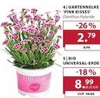 Gartennelke 'Pink Kisses' bei Dehner Garten-Center im München Prospekt für 2,79 €
