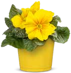 Primel (Primula acaulis) oder Frühlingstopf bei OBI in Haltern am See Primel (Primula acaulis) oder Frühlingstopf im Angebot bei OBI Haltern am See für 0,69 €