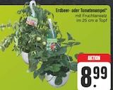 Erdbeerampel im EDEKA Prospekt Erdbeerampel von im aktuellen EDEKA Prospekt für 8,99 €