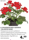 Bodendecker-Geranien 'Caliente Dark' von  im aktuellen Dehner Garten-Center Prospekt für 4,99 €